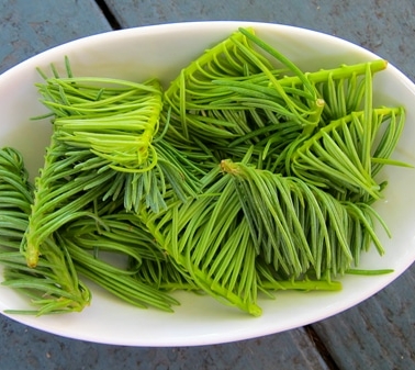 spruce tip syrup recipe