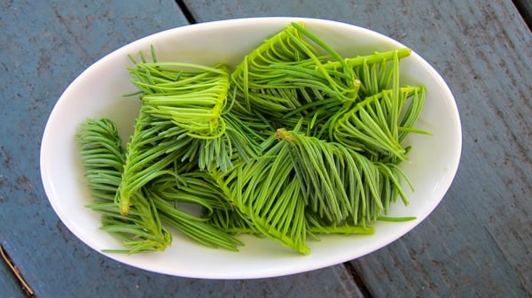 spruce tip syrup recipe