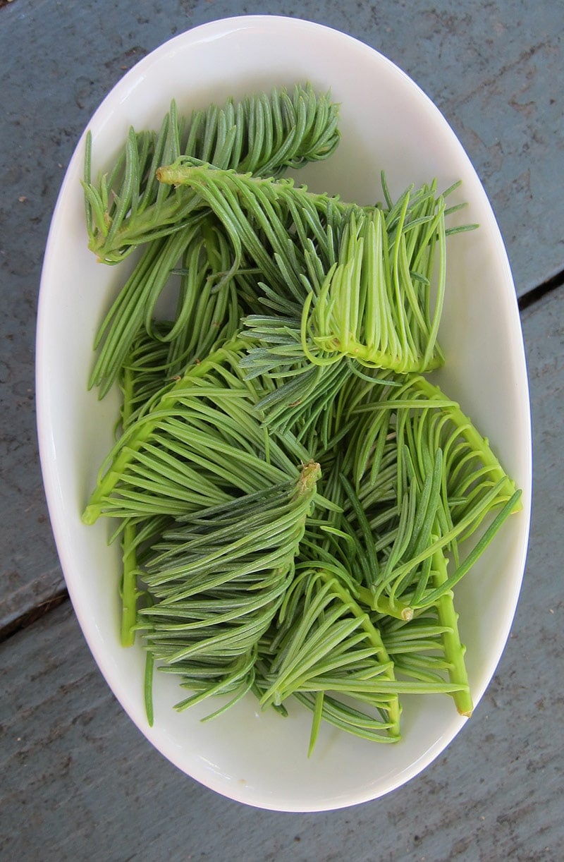 fresh fir tips in a bowl.