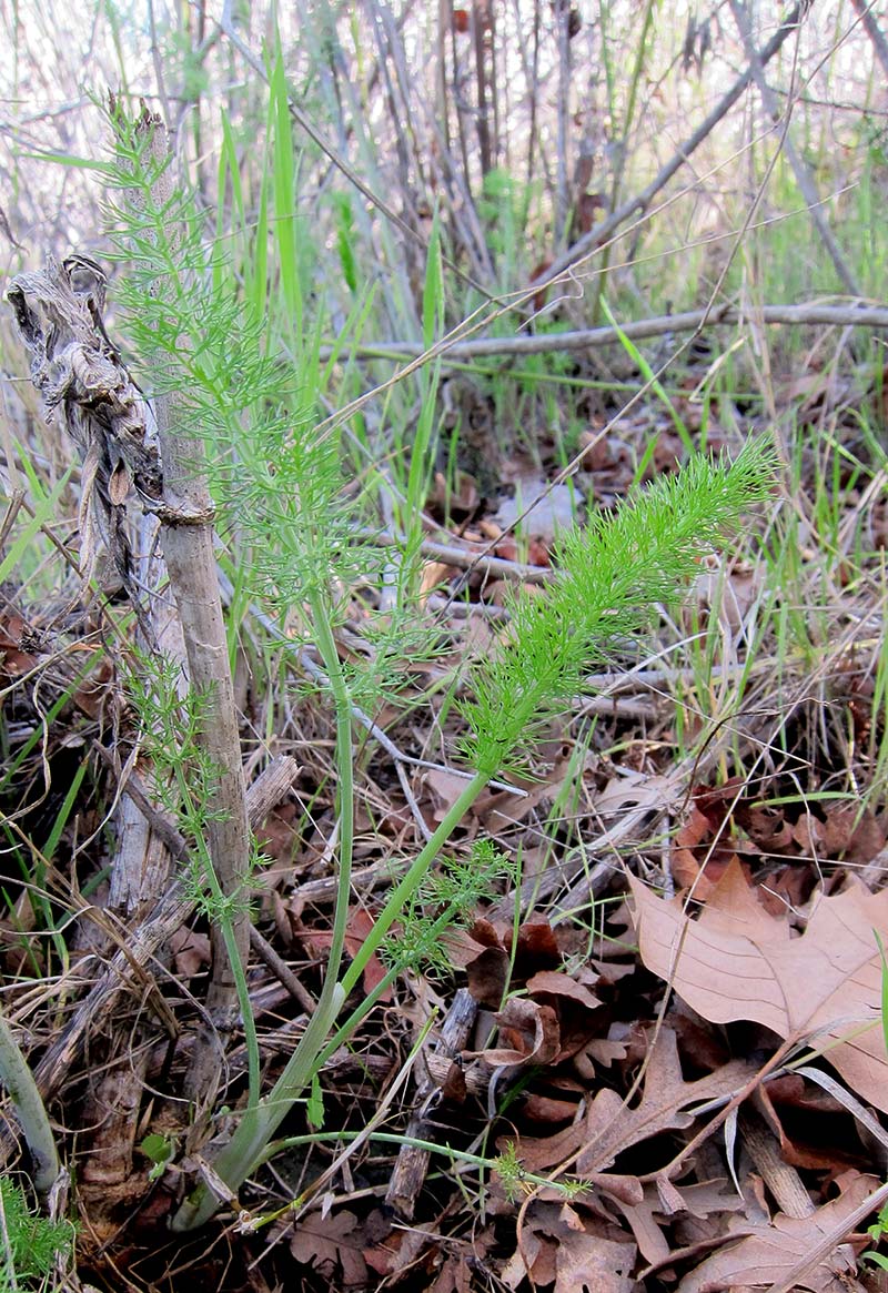 Baby wild fennel