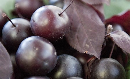 A close up of a bowl of cherry plums