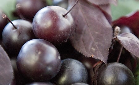 are cherry plums edible