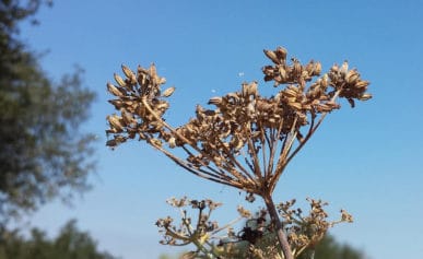 Dried wild fennel seeds on the plant.