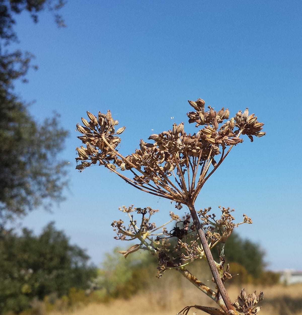 Dried wild fennel seeds on the plant.