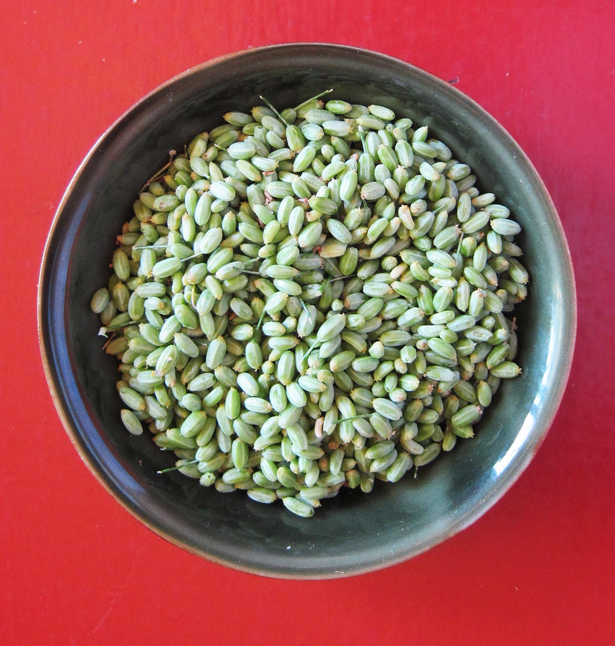 Green wild fennel seeds