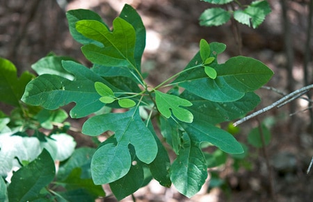 Sassafras leaves