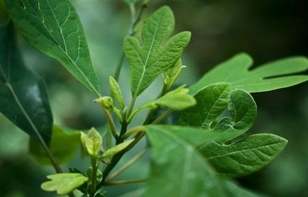 Close up of sassafras leaves. 