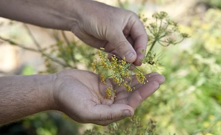 shaking fennel pollen Collecting fresh fennel pollen