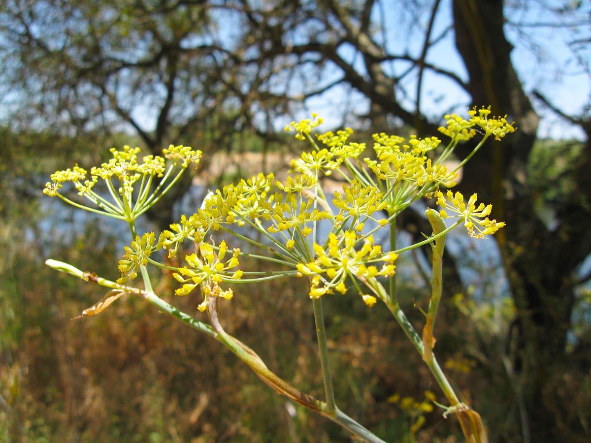 Wild fennel flowers