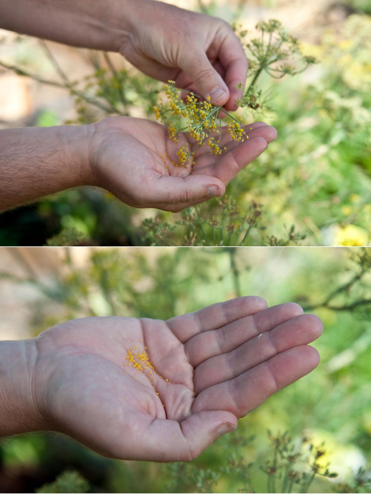 Hank Shaw gathering wild fennel pollen