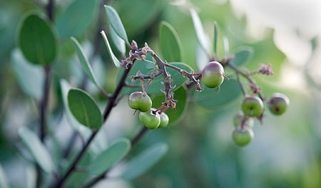 manzanita berries on the bush