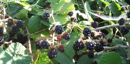 A close up of blackberries