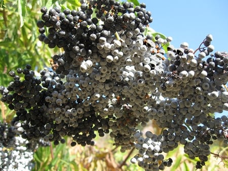 A close up of elderberries