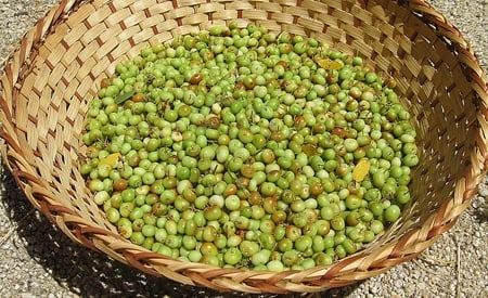 manzanita berries in basket