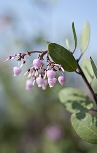 A close up of a manzanita flower