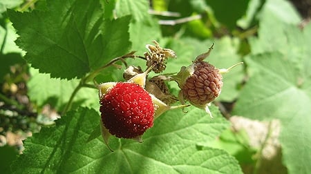 thimbleberry on bush