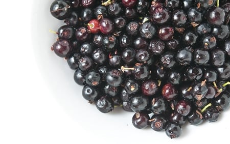 Black huckleberries. 