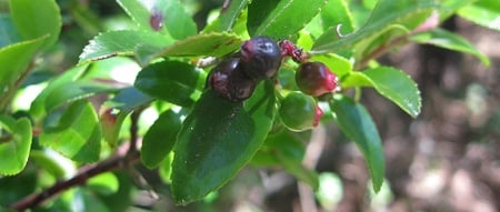 California evergreen huckleberry