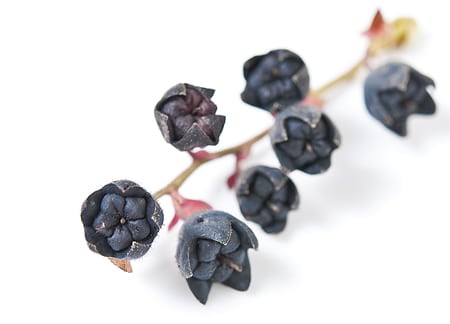 A close up of salal fruit