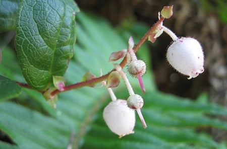 A close up of a salal flower