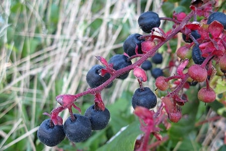 Salal berries. 