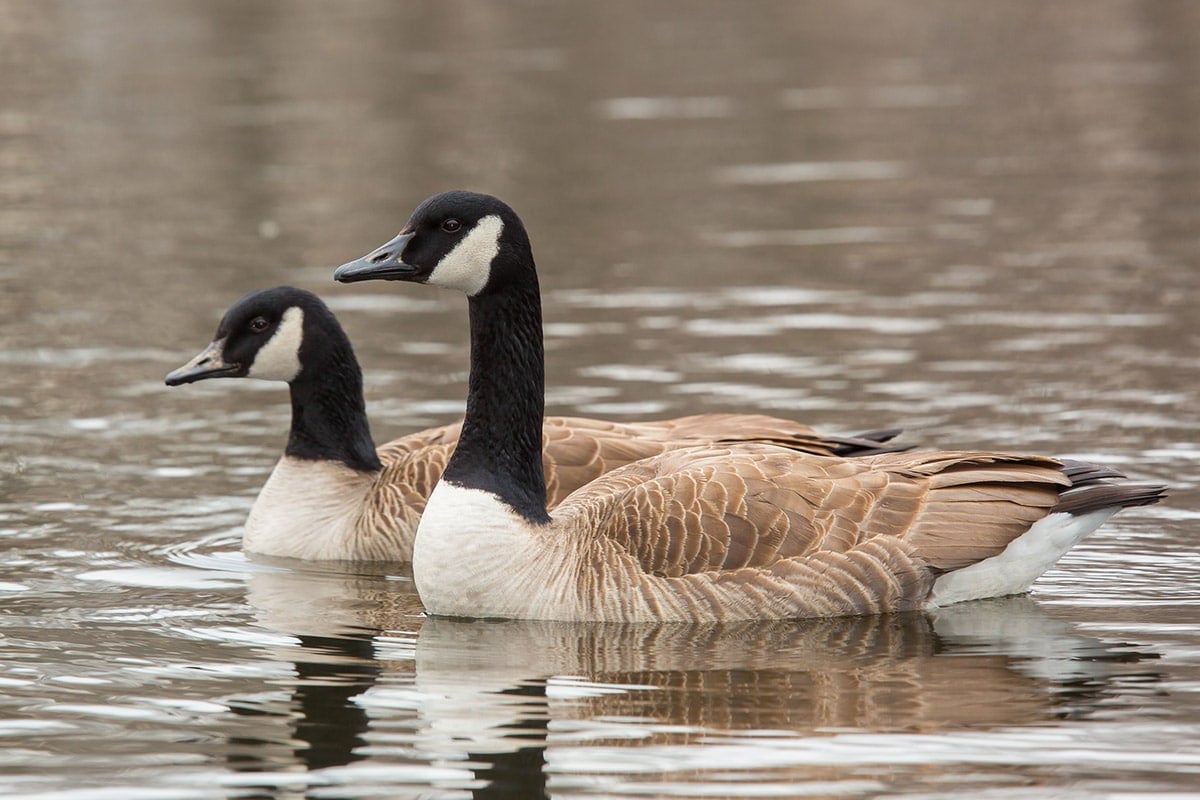 Two Canada geese swimming