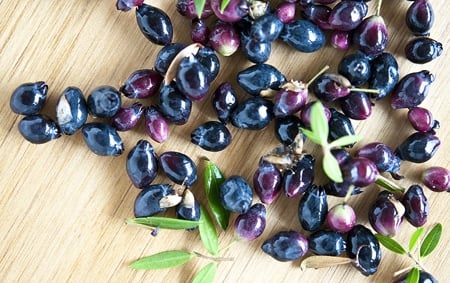 Picked myrtle berries