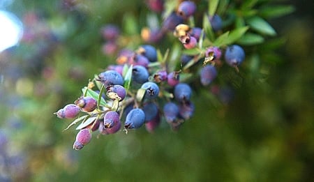 A close up of a myrtle berries. 