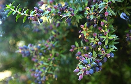 myrtle berries