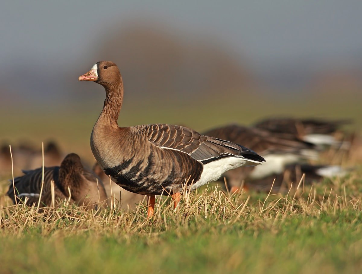 Whitefront geese eating grass. 