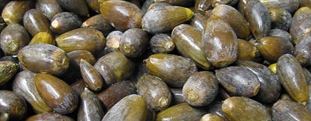 blue oak acorns
