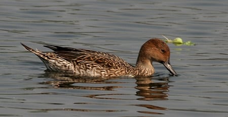 A hen pintail