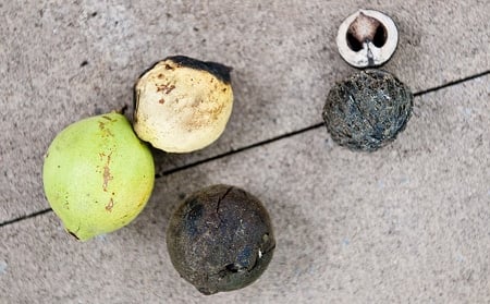 black walnuts in various ripeness