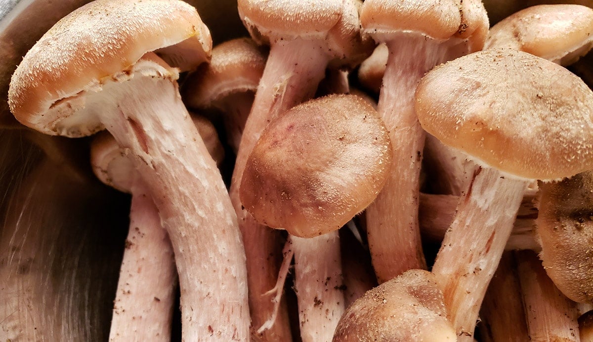 Details of young honey mushrooms