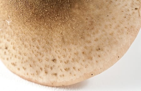 Scaly cap of a honey mushroom