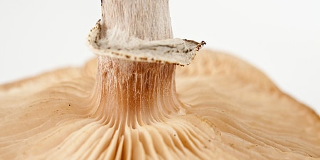 Gills running down stem of a honey mushroom