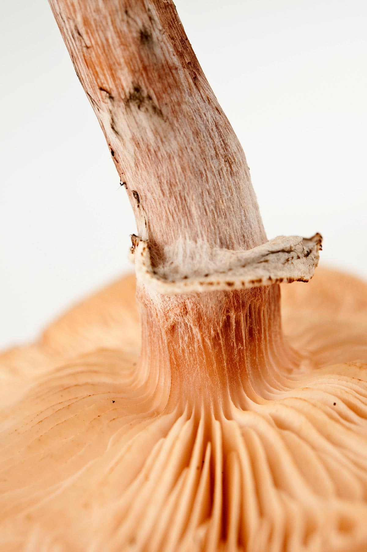 Decurrent gills on a honey mushroom