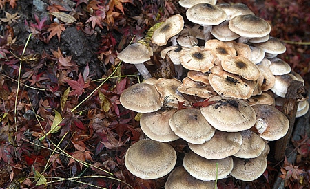 A cluster of honey mushrooms 