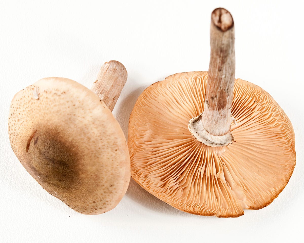 Details of a honey mushroom