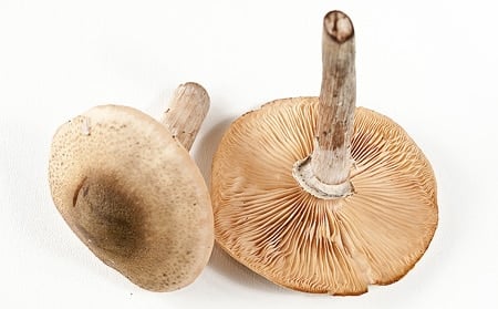 detail images of honey mushrooms