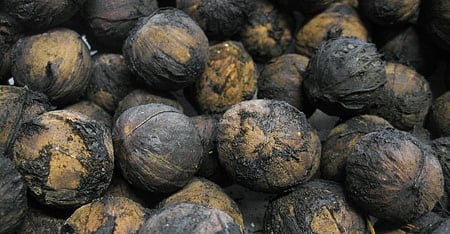 hulled black walnuts