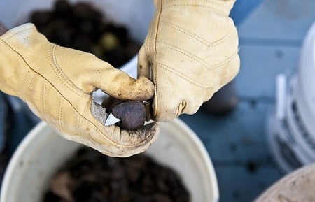 hulling black walnuts