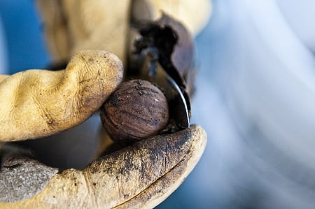 black walnut, juglans hindsii