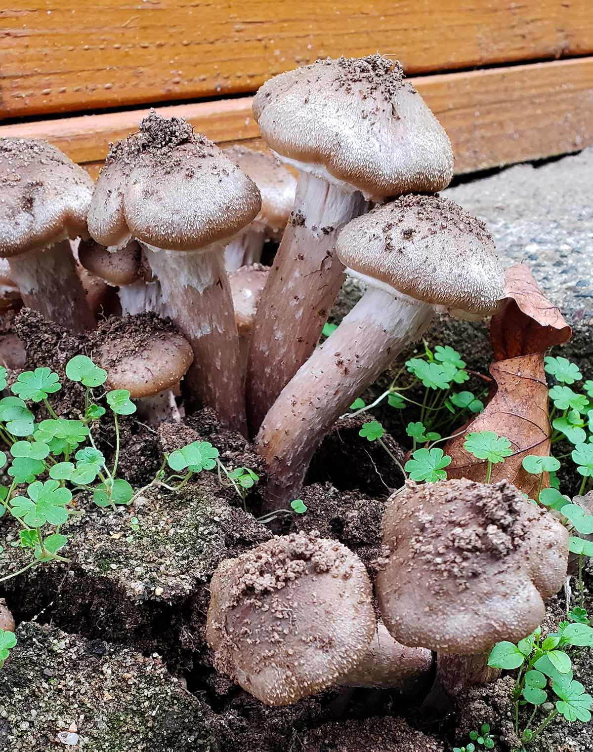 larger honey mushrooms growing
