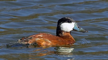 ruddy duck drake 