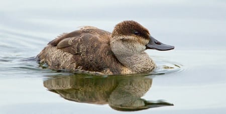 ruddy duck hen