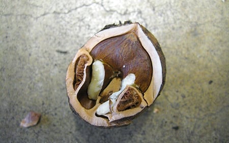black walnut closeup