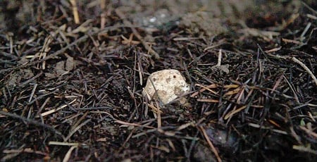 oregon white truffle