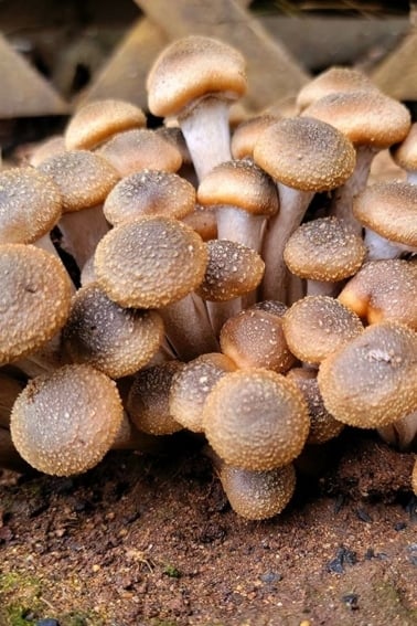 A group of young honey mushrooms