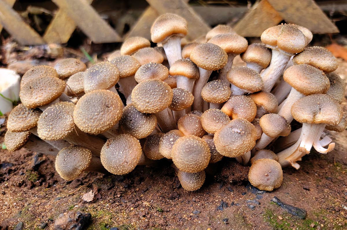 A group of young honey mushrooms